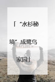 “水杉秘境”成鹭鸟家园