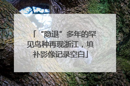 “隐退”多年的罕见鸟种再现浙江，填补影像记录空白