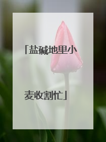 盐碱地里小麦收割忙