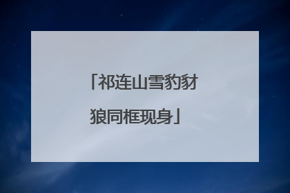 祁连山雪豹豺狼同框现身