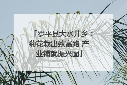 罗平县大水井乡：菊花栽出致富路 产业铺就振兴图