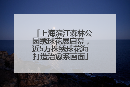 上海滨江森林公园绣球花展启幕，近5万株绣球花海打造治愈系画面