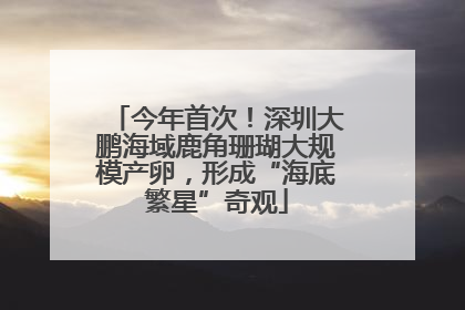 今年首次！深圳大鹏海域鹿角珊瑚大规模产卵，形成“海底繁星”奇观