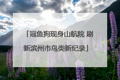 冠鱼狗现身山航院 刷新滨州市鸟类新纪录