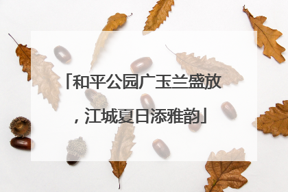 和平公园广玉兰盛放，江城夏日添雅韵
