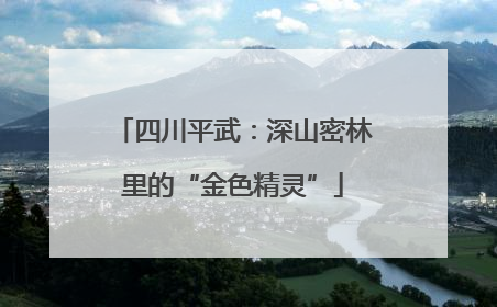 四川平武：深山密林里的“金色精灵”