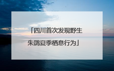 四川首次发现野生朱鹮夏季栖息行为
