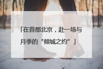 在首都北京，赴一场与月季的“倾城之约”