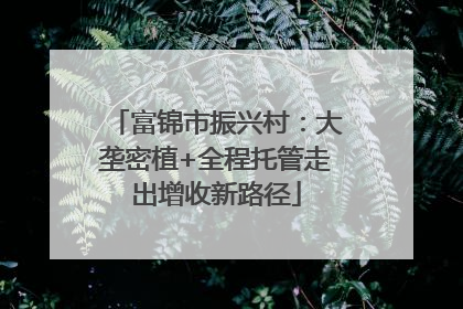 富锦市振兴村：大垄密植+全程托管走出增收新路径