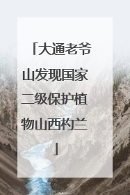 大通老爷山发现国家二级保护植物山西杓兰