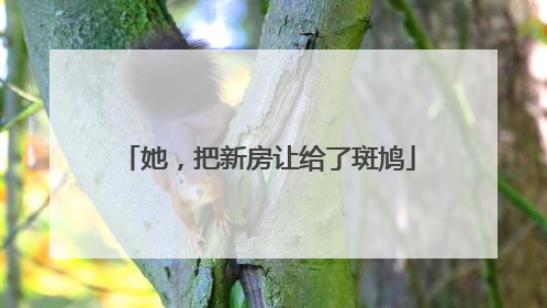 她，把新房让给了斑鸠