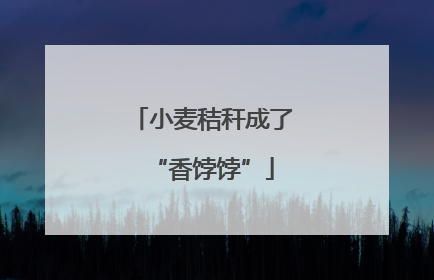 小麦秸秆成了“香饽饽”