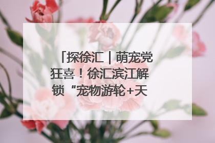 探徐汇｜萌宠党狂喜！徐汇滨江解锁“宠物游轮+天台乐园”双玩法