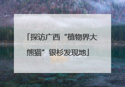 探访广西“植物界大熊猫”银杉发现地