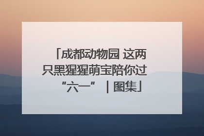 成都动物园 这两只黑猩猩萌宝陪你过“六一”｜图集