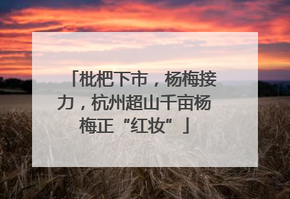 枇杷下市，杨梅接力，杭州超山千亩杨梅正“红妆”
