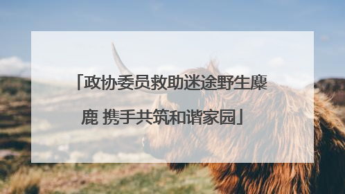 政协委员救助迷途野生麋鹿 携手共筑和谐家园