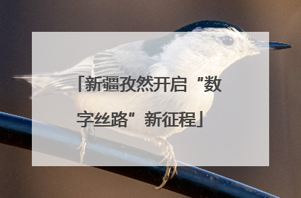 新疆孜然开启“数字丝路”新征程