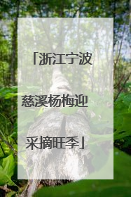 浙江宁波慈溪杨梅迎采摘旺季