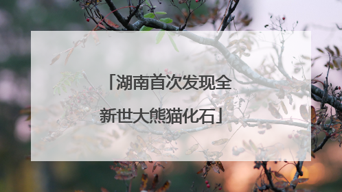 湖南首次发现全新世大熊猫化石