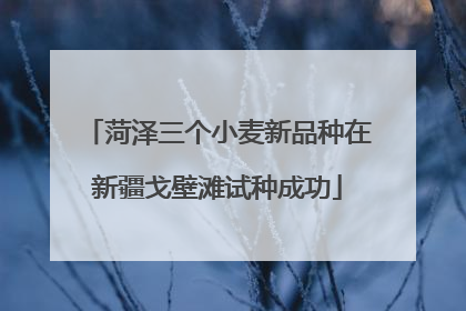 菏泽三个小麦新品种在新疆戈壁滩试种成功