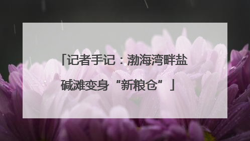 记者手记：渤海湾畔盐碱滩变身“新粮仓”