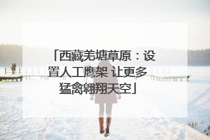 西藏羌塘草原：设置人工鹰架 让更多猛禽翱翔天空