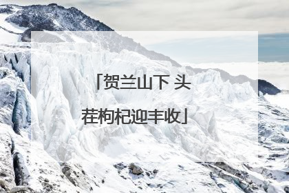 贺兰山下 头茬枸杞迎丰收