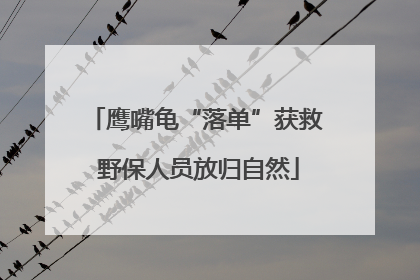 鹰嘴龟“落单”获救 野保人员放归自然