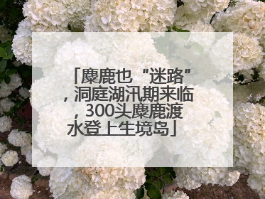 麋鹿也“迷路”，洞庭湖汛期来临，300头麋鹿渡水登上生境岛