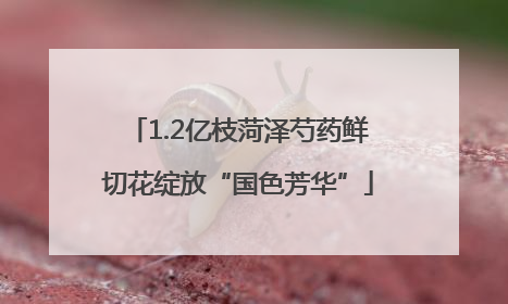 1.2亿枝菏泽芍药鲜切花绽放“国色芳华”